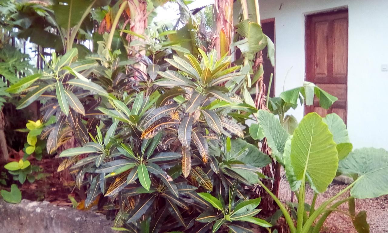 Jambiani Home Stay Экстерьер фото